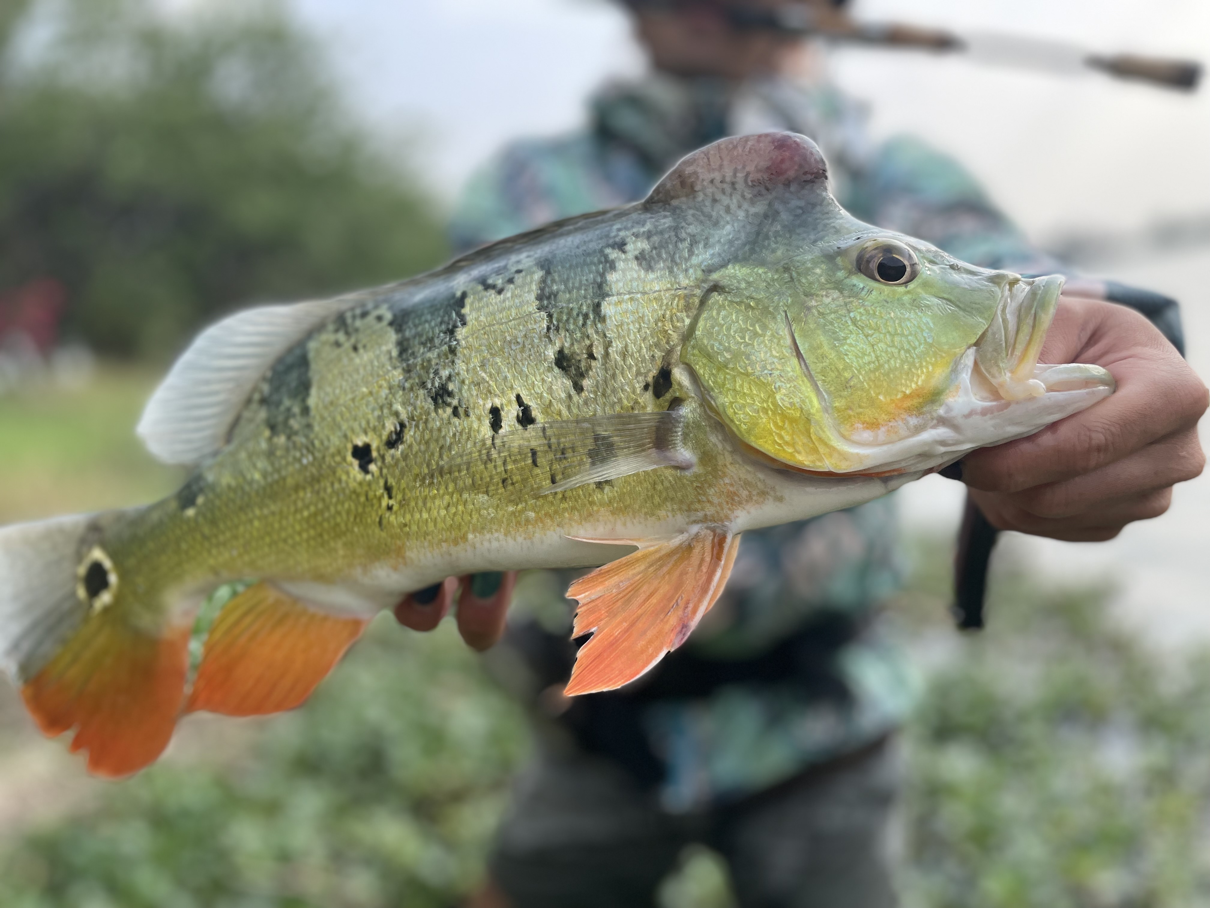 ピーコックバス